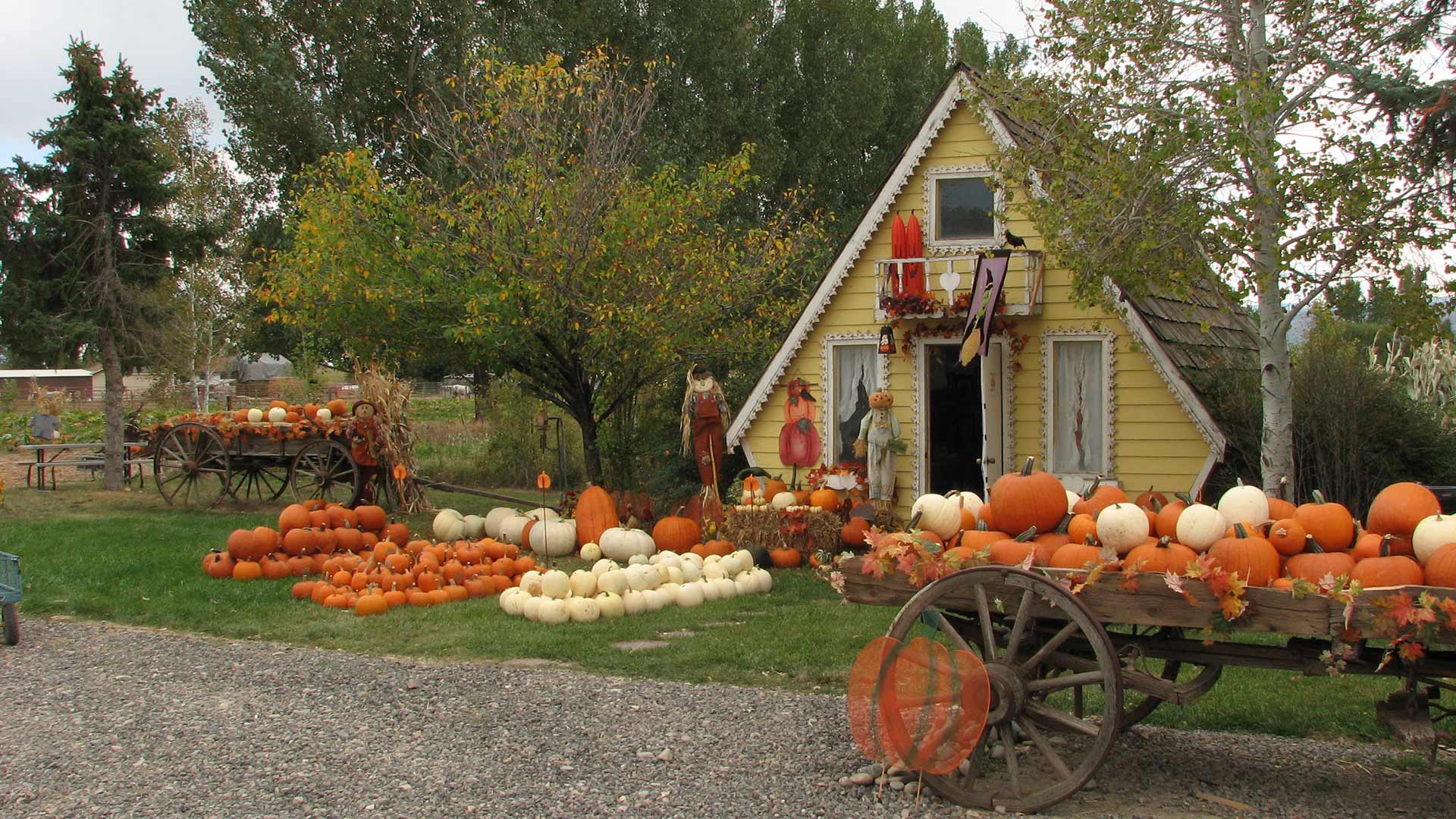 Moon Farm Pumpkin Patch and Petting Zoo - Moon Farm